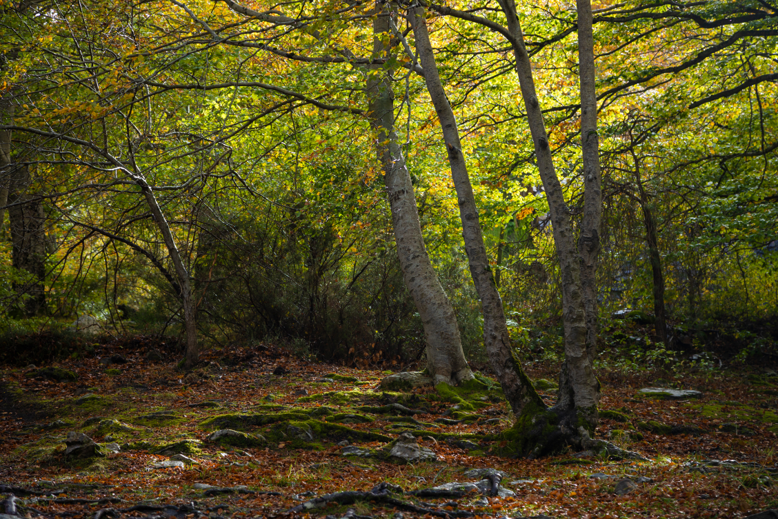 Parque Natural del Moncayo. 